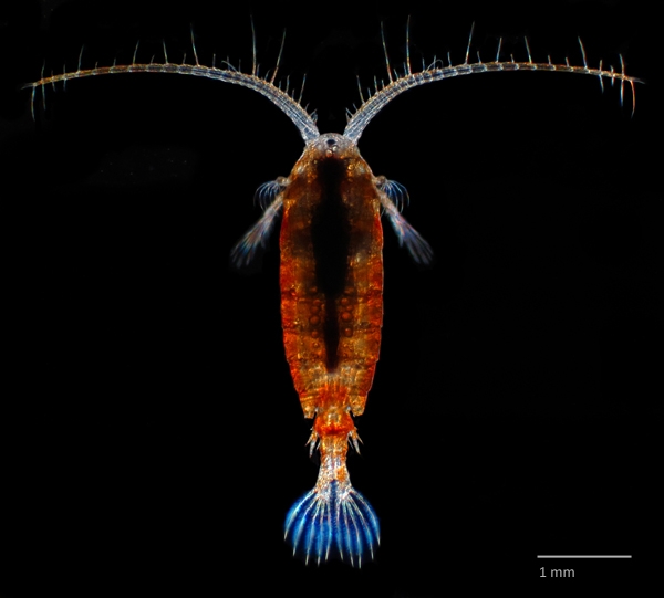 Photo of Hesperodiaptomus nevadensis by Ian Gardiner